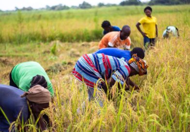 The Plight of Nigerian Farmers: A Sector on the Brink