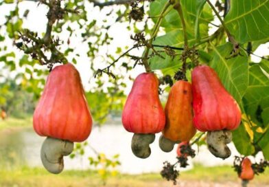 Cashew Farmers Rejoice as Prices Soar to N1.8m per Tonne