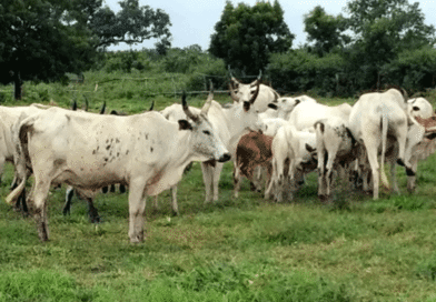FG Targets End to Open Grazing, Earmarks 470 Gazetted Reserves for Pastoral Resettlement